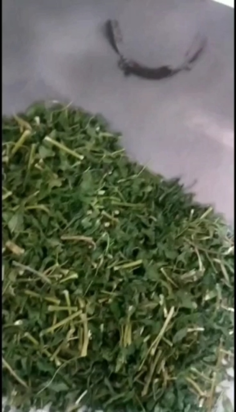 藤茶，青甘茶，又名天草茶