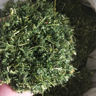 藤茶，青甘茶，又名天草茶