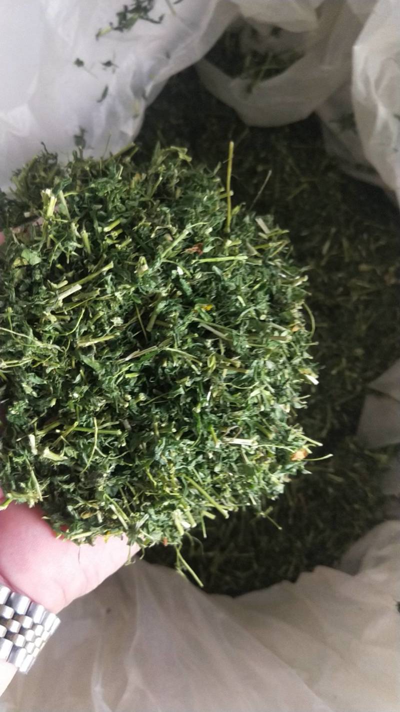 藤茶，青甘茶，又名天草茶