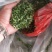 藤茶，青甘茶，又名天草茶