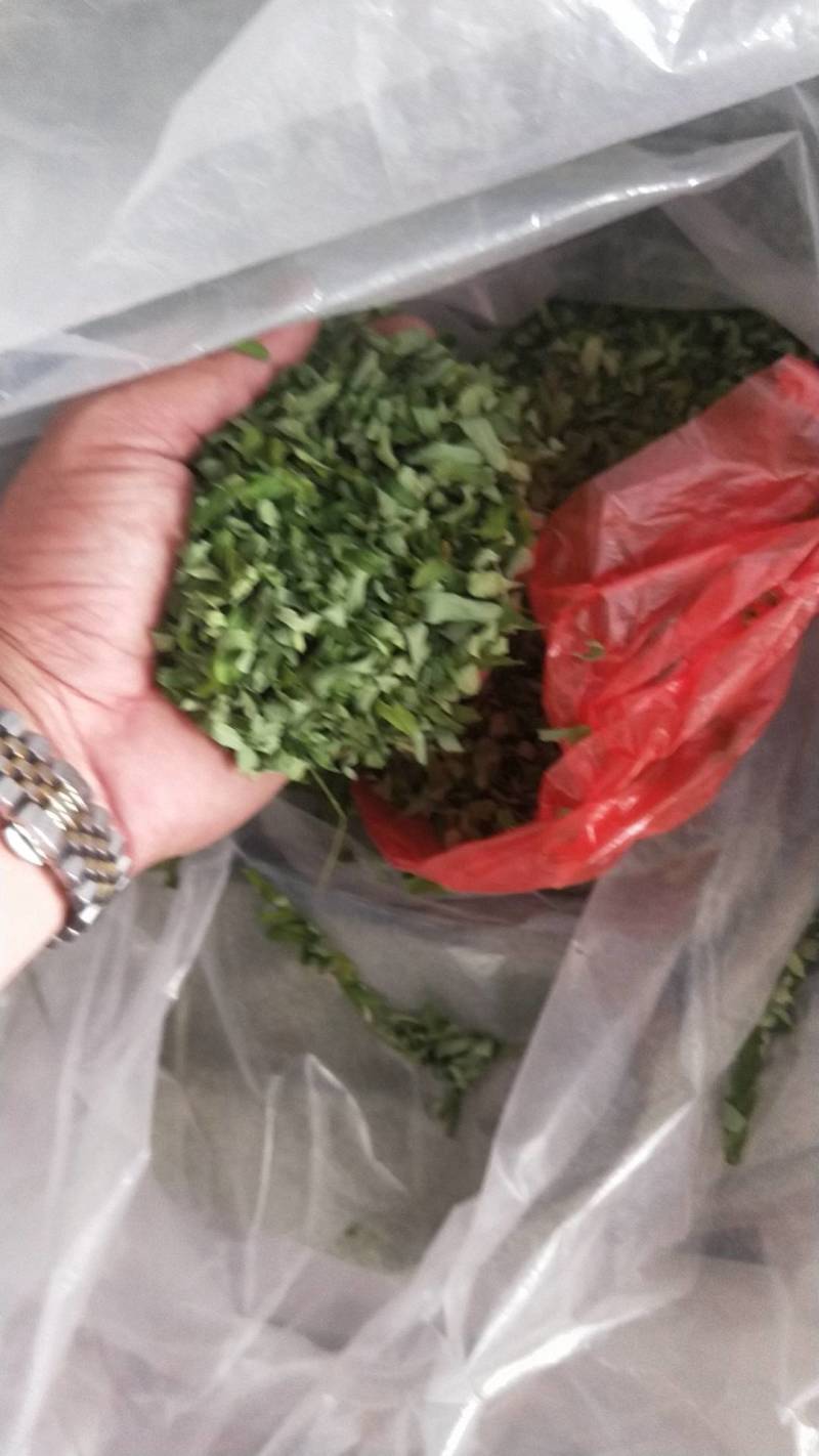 藤茶，青甘茶，又名天草茶