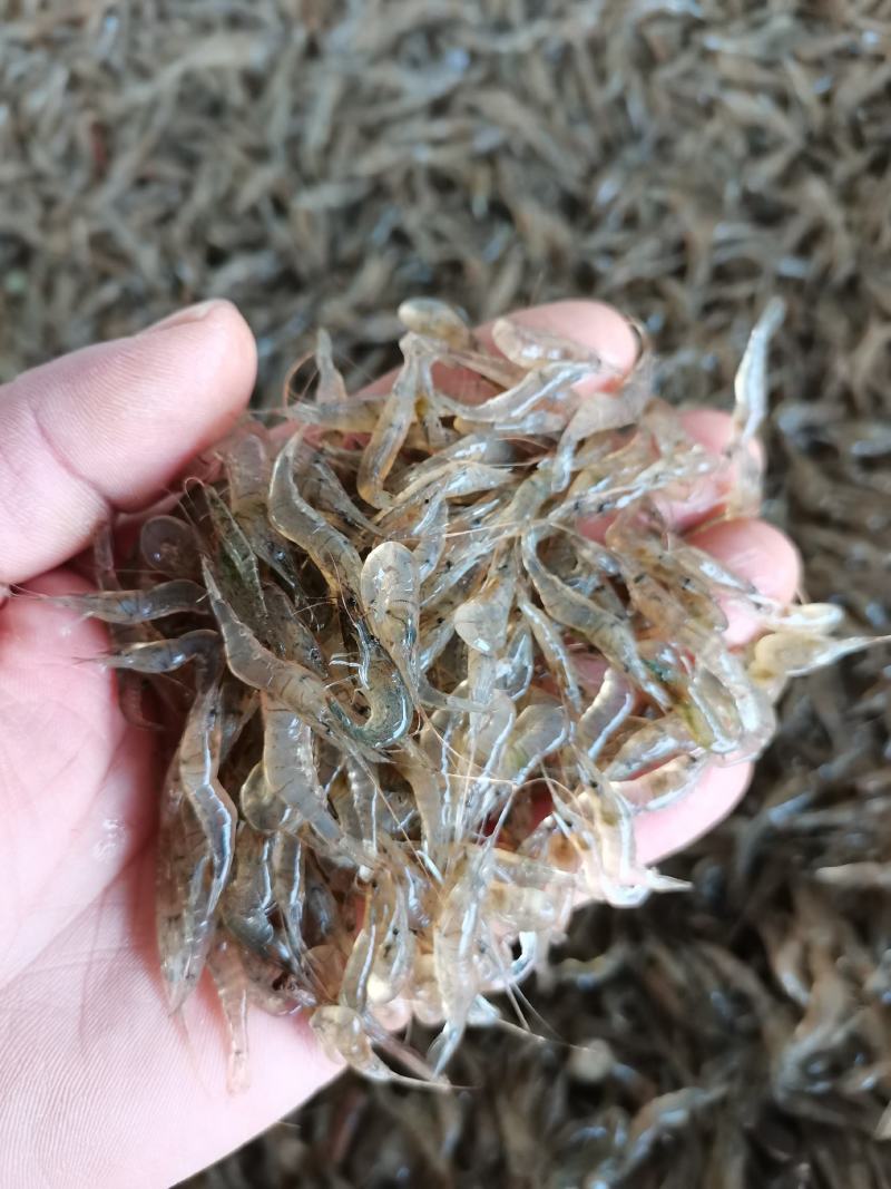 漂亮的白米虾，活力十足，透亮干净无杂质，诚信经营