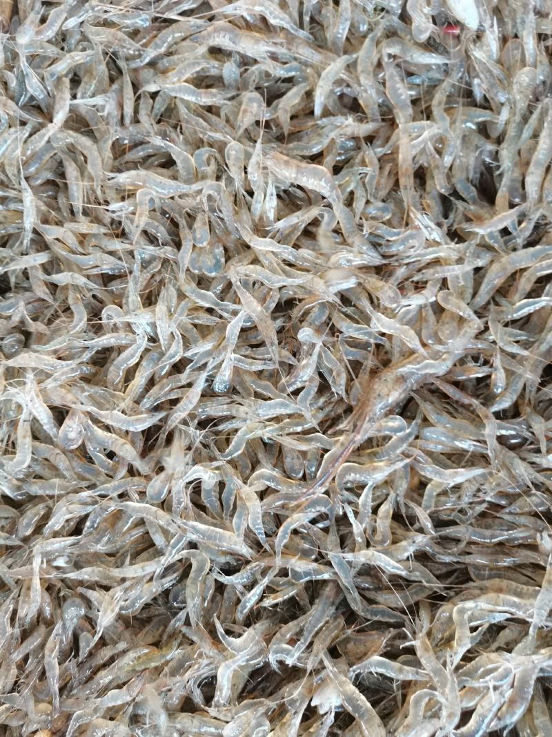 漂亮的白米虾，活力十足，透亮干净无杂质，诚信经营
