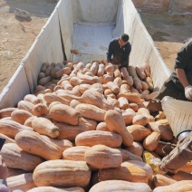 养殖场南瓜供应蜜本南瓜产地一手货源保质保量