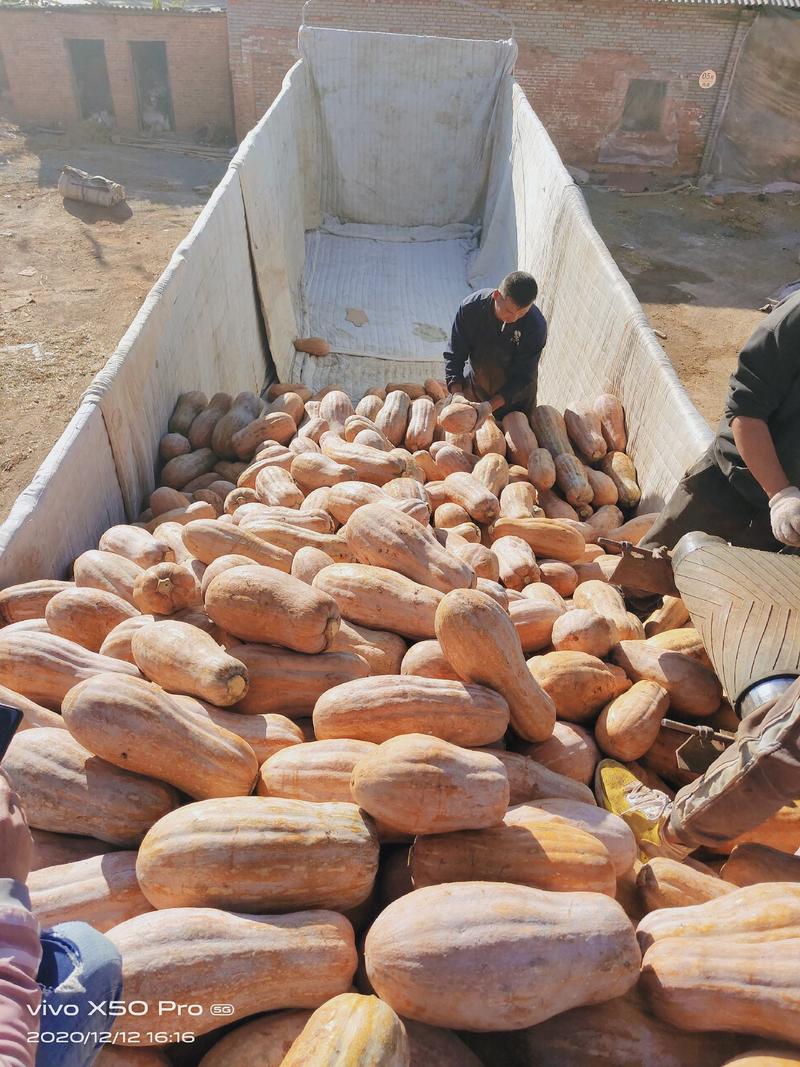 养殖场南瓜供应蜜本南瓜产地一手货源保质保量