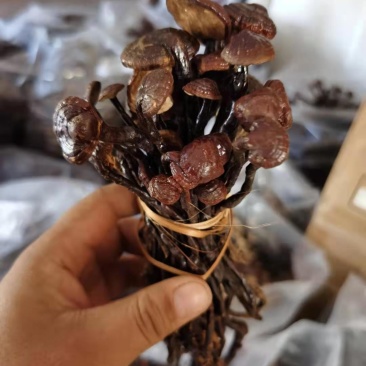 灵芝王老挝越南货，精品货一手货源
