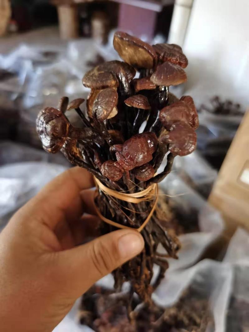 灵芝王老挝越南货，精品货一手货源