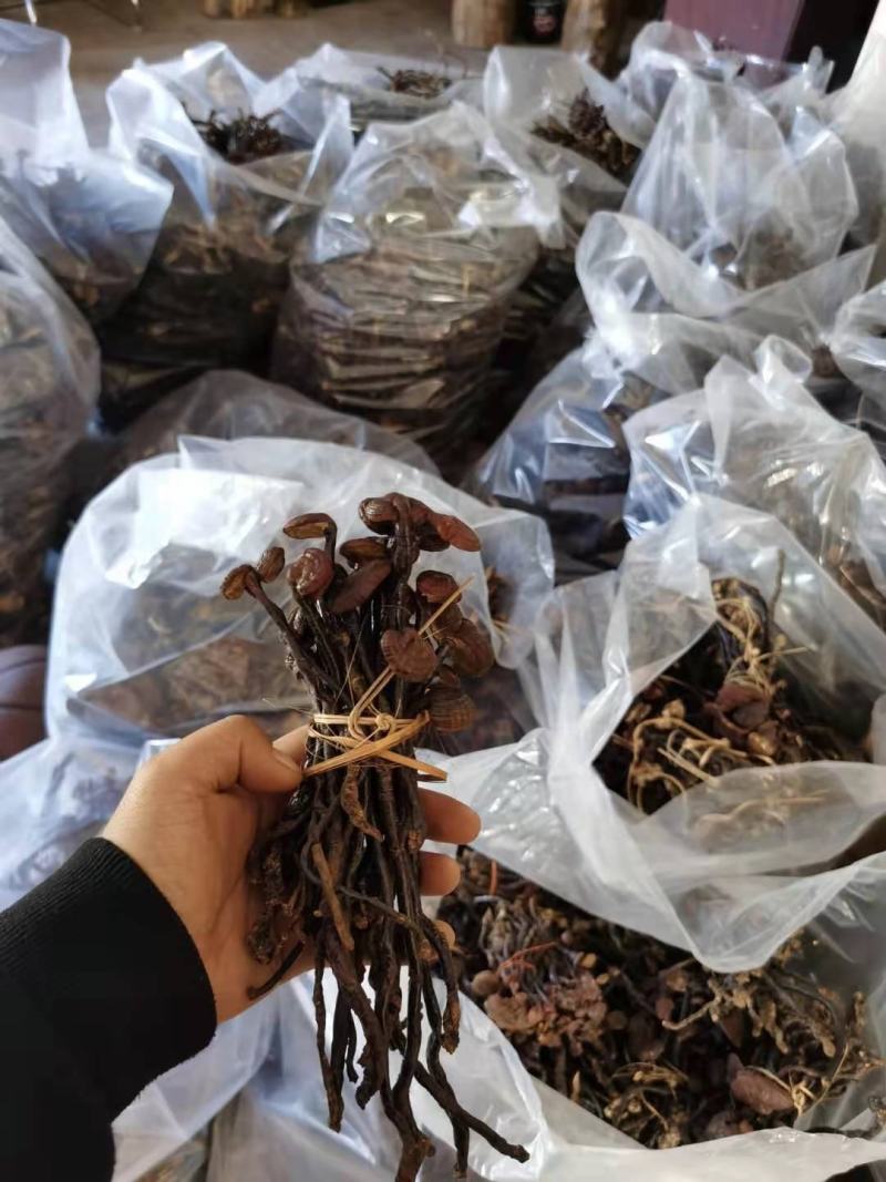 灵芝王老挝越南货，精品货一手货源
