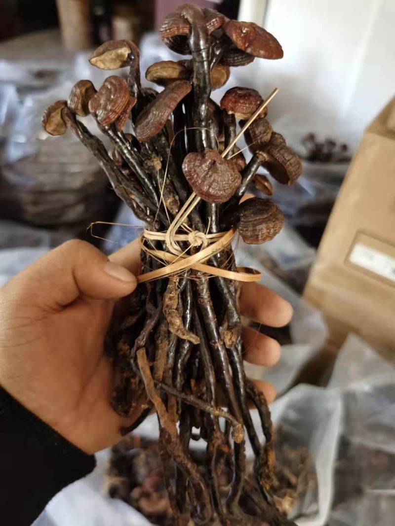 灵芝王老挝越南货，精品货一手货源