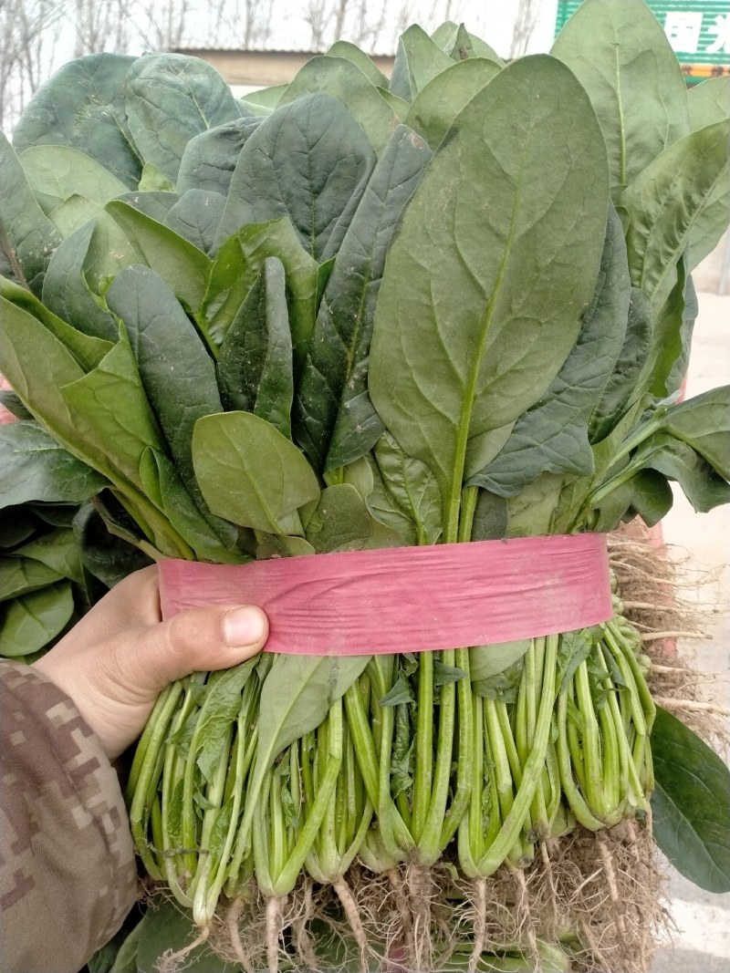 精品菠菜产地直供一手货源全国发货中