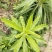 小蓬草现挖看上的前来下单欢迎光临