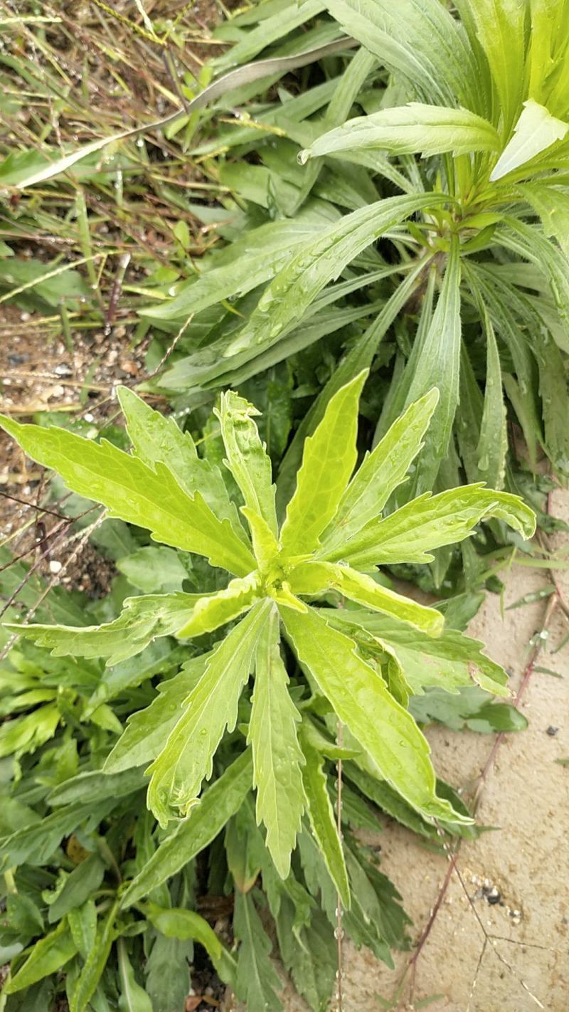 小蓬草现挖看上的前来下单欢迎光临