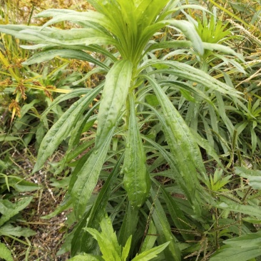 小蓬草现挖看上的前来下单欢迎光临