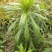 小蓬草现挖看上的前来下单欢迎光临