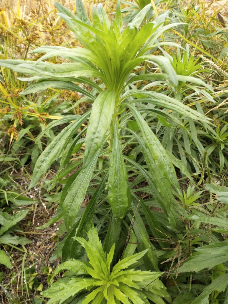 小蓬草现挖看上的前来下单欢迎光临