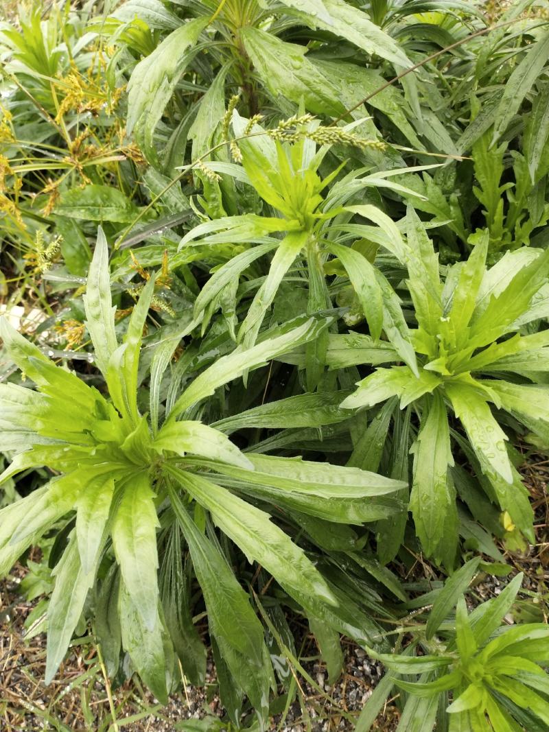 小蓬草现挖看上的前来下单欢迎光临