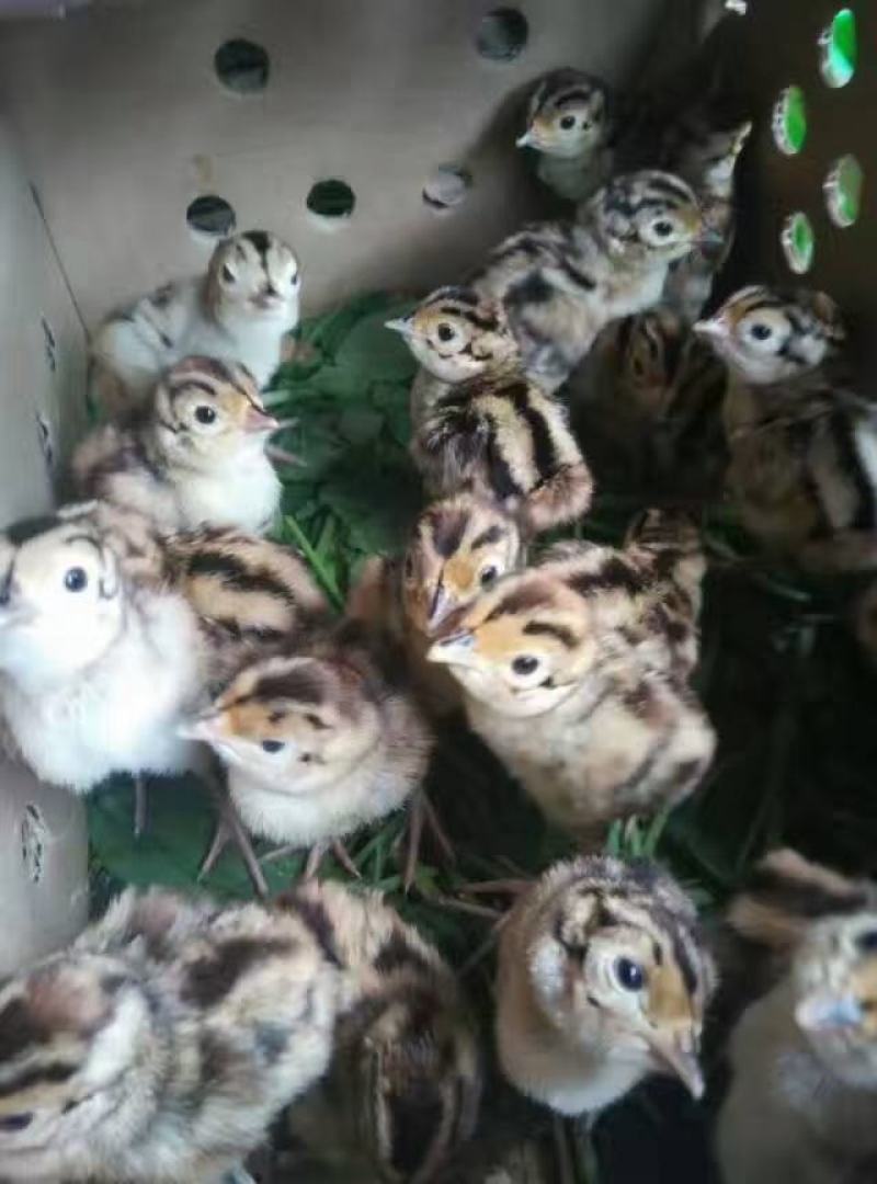 野鸡苗，山鸡苗，长年供应，厂家一手资源，出壳苗必