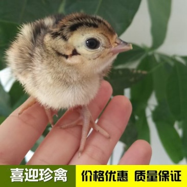 野鸡苗，山鸡苗，长年供应，厂家一手资源，出壳苗必