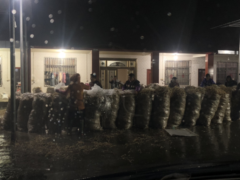 四川高山鱼腥草原产地直销货源充足质量🈶️保障支持代发
