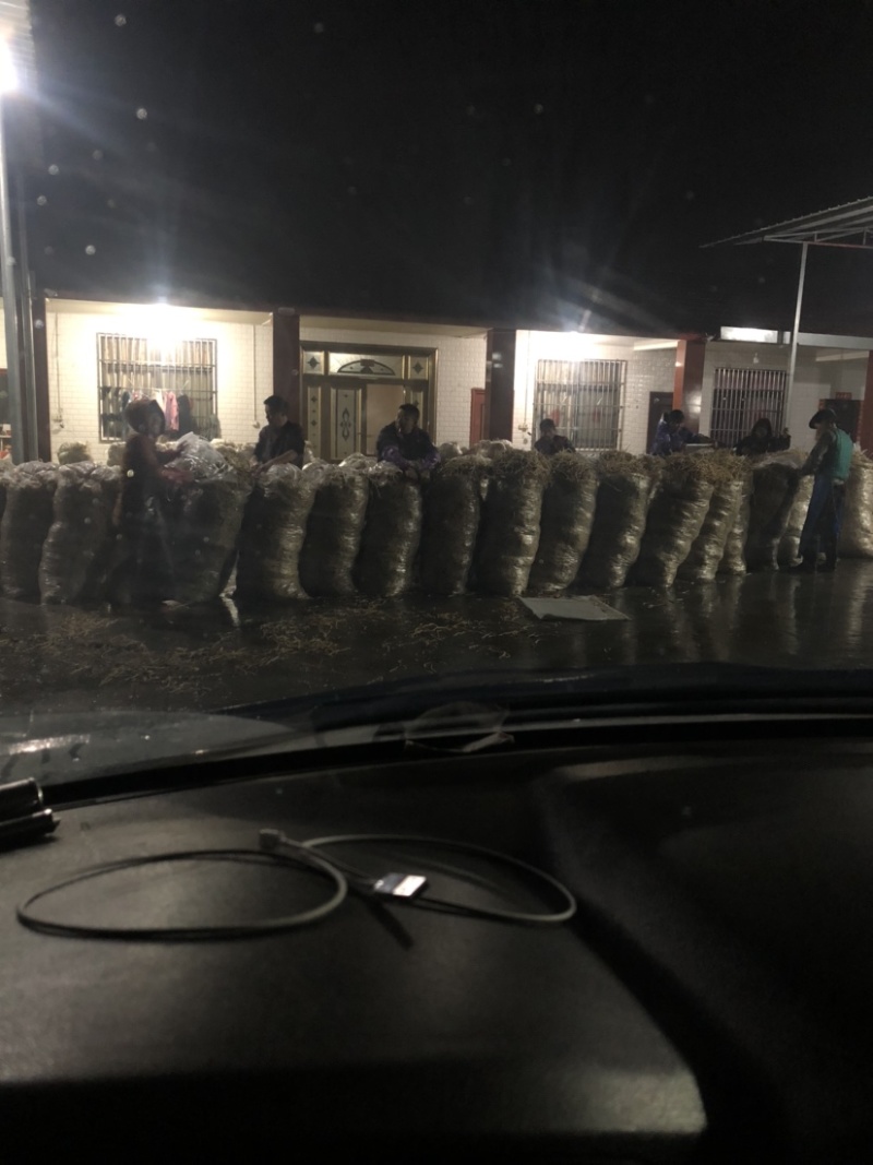 四川高山鱼腥草原产地直销货源充足质量🈶️保障支持代发