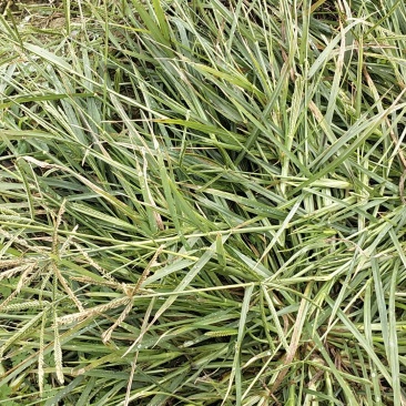 中药全草类牛筋草欢迎光临