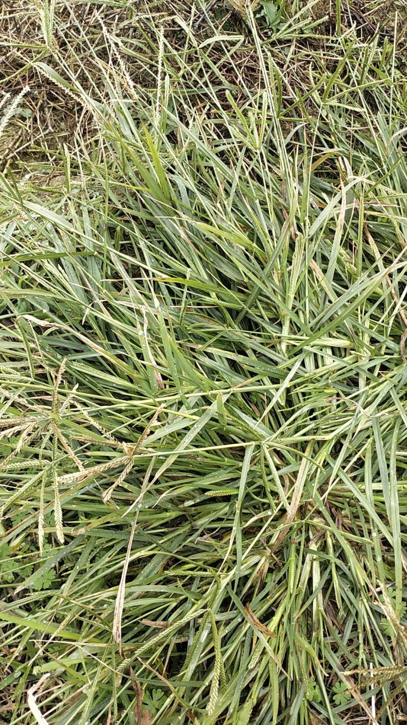 中药全草类牛筋草欢迎光临