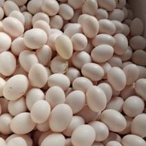 新鲜鸽子蛋，自养自销，现捡现发，保证新鲜，全国发货