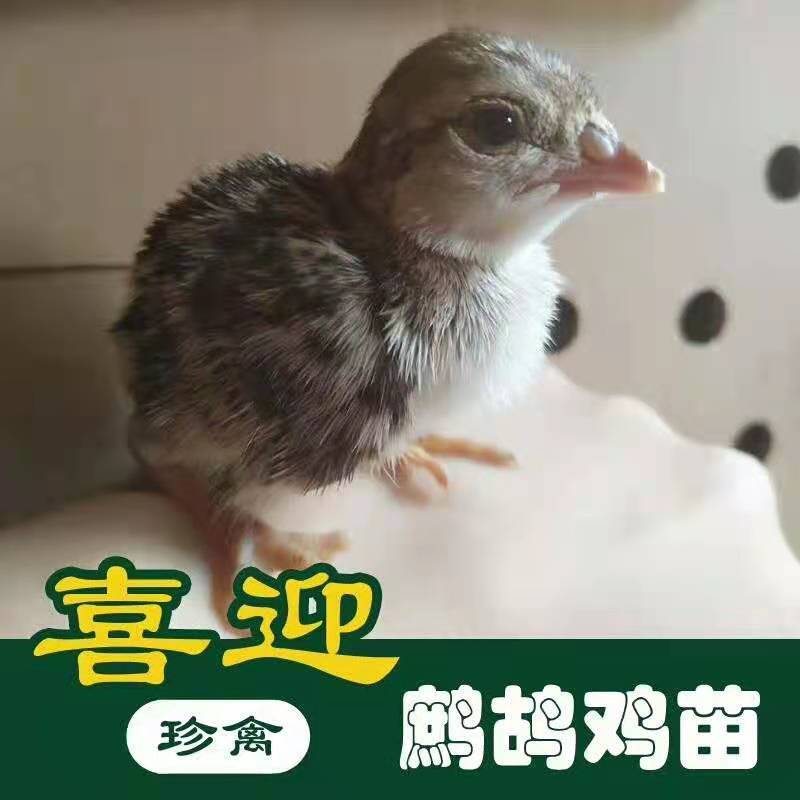 鹧鸪苗，咕咕鸡，出壳苗必打疫苗，全国发货场家直销一手货源