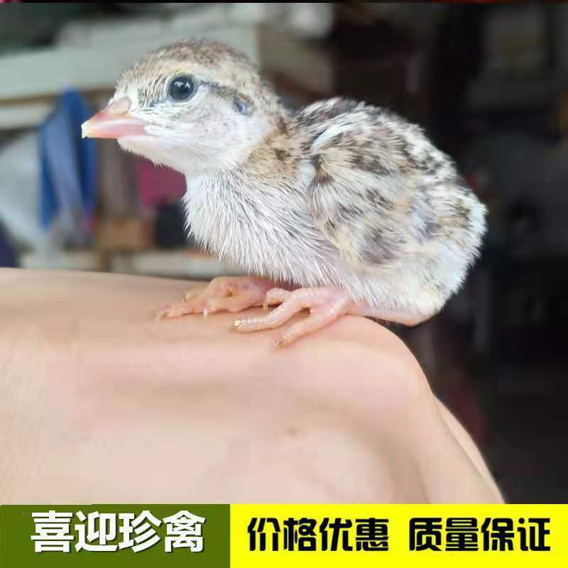 鹧鸪苗，咕咕鸡，出壳苗必打疫苗，全国发货场家直销一手货源