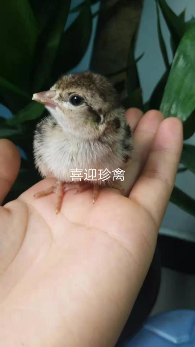 鹧鸪苗，咕咕鸡，出壳苗必打疫苗，全国发货场家直销一手货源