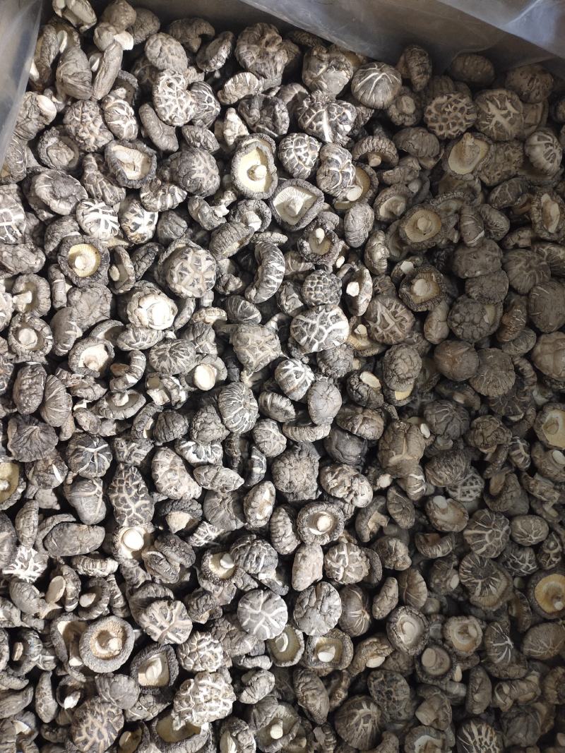 2023产地一手货源精品茶花菇干香菇肉厚型好
