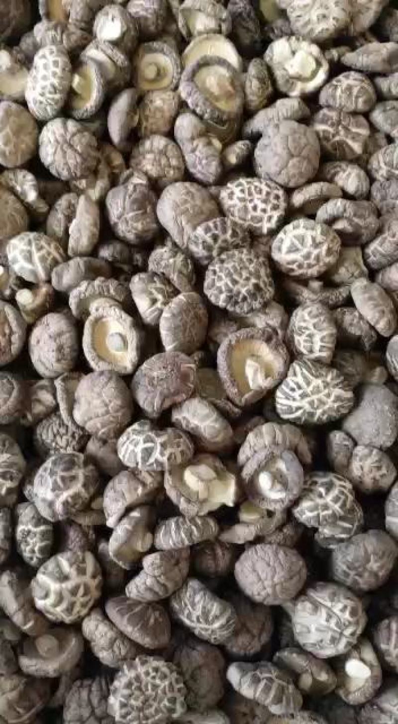 2023产地一手货源精品茶花菇干香菇肉厚型好