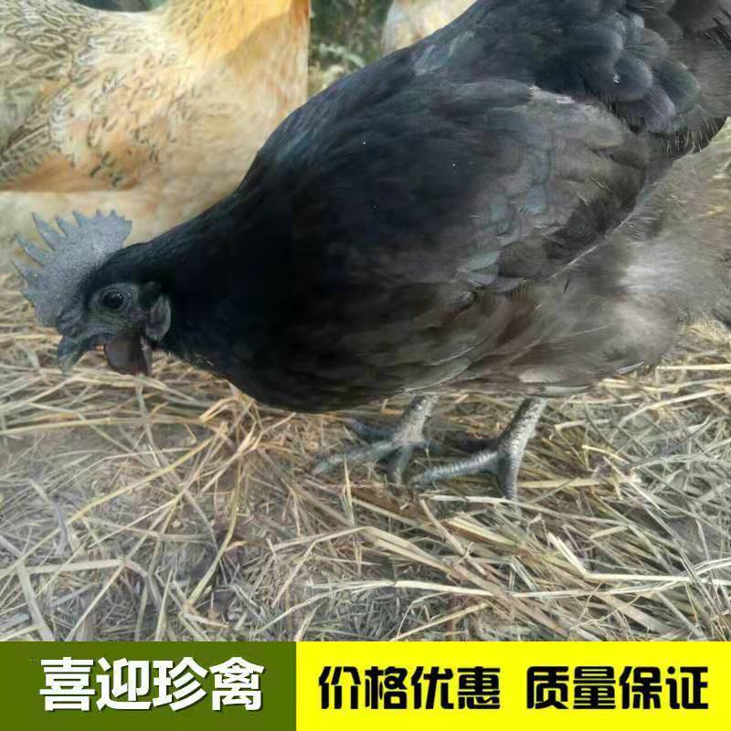 五黑鸡，绿壳蛋鸡，脱温五黑鸡，五黑鸡苗，绿壳蛋鸡苗