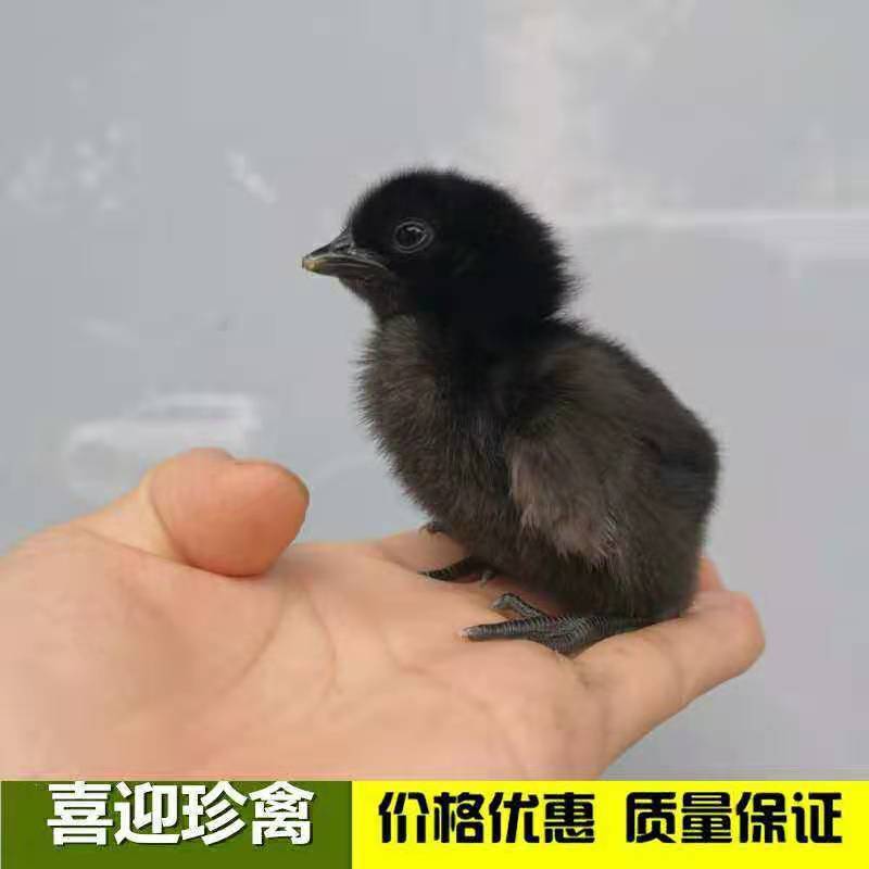 五黑鸡，绿壳蛋鸡，脱温五黑鸡，五黑鸡苗，绿壳蛋鸡苗