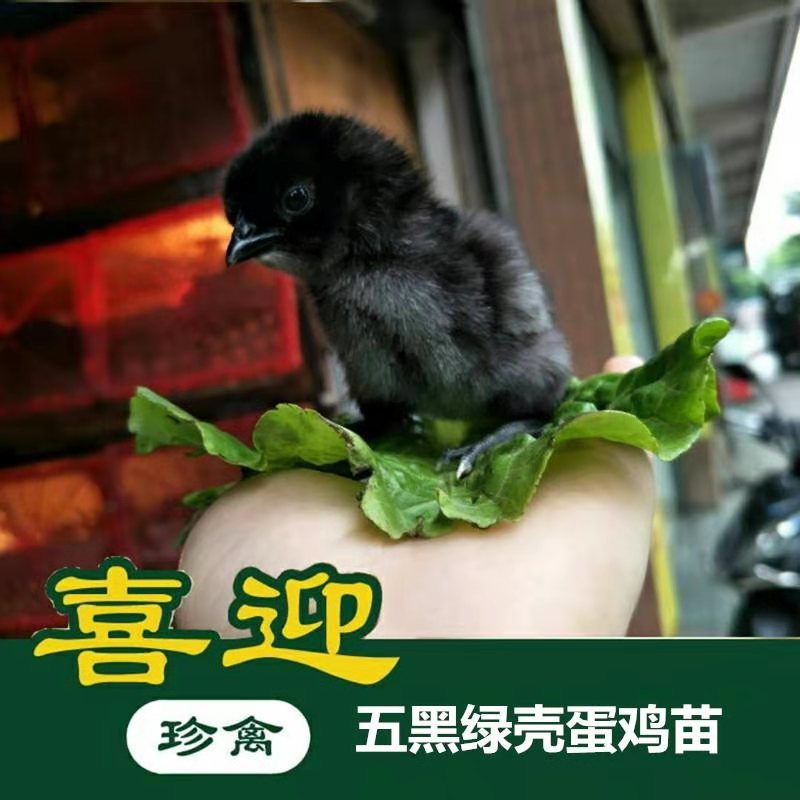 五黑鸡，绿壳蛋鸡，脱温五黑鸡，五黑鸡苗，绿壳蛋鸡苗