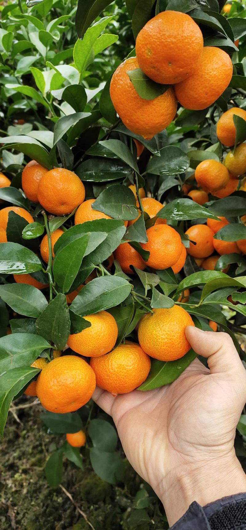 西林砂糖橘产地果场洗果打蜡分级一条龙服务