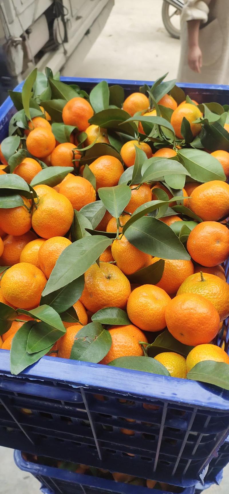 西林砂糖橘产地果场洗果打蜡分级一条龙服务