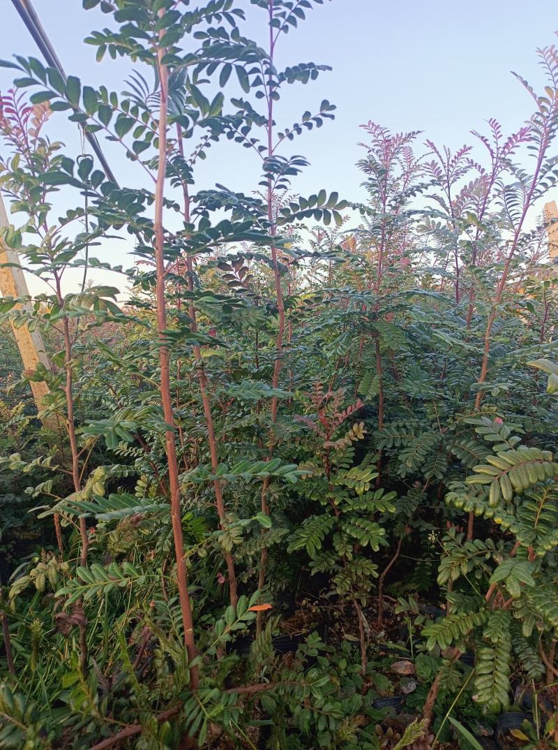 【苗圃直销】云南清香木清香木树苗碰碰香清香木驱蚊树