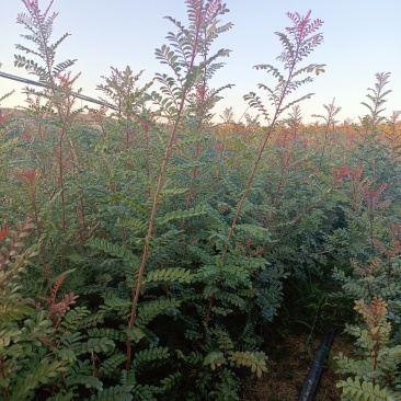 【苗圃直销】云南清香木清香木树苗碰碰香清香木驱蚊树