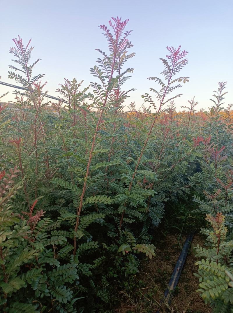【苗圃直销】云南清香木清香木树苗碰碰香清香木驱蚊树
