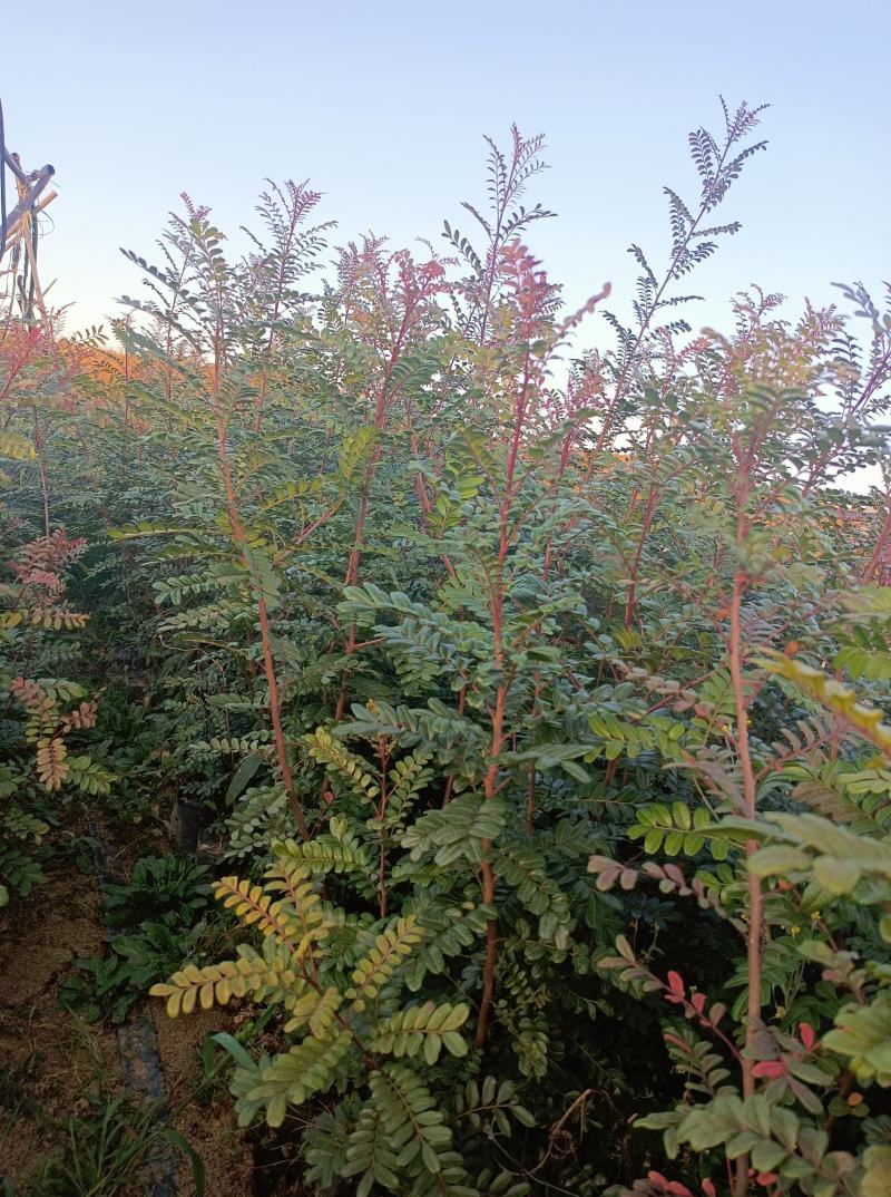 【苗圃直销】云南清香木清香木树苗碰碰香清香木驱蚊树