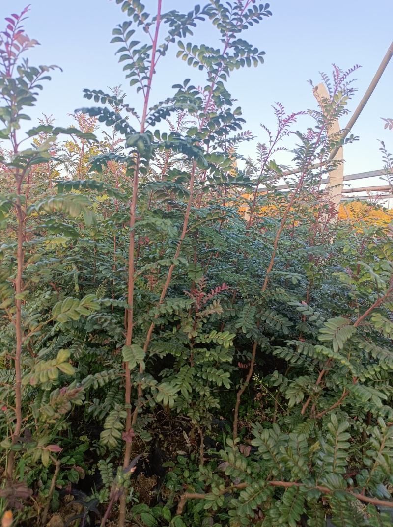 【苗圃直销】云南清香木清香木树苗碰碰香清香木驱蚊树