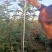 【苗圃直销】云南清香木清香木树苗碰碰香清香木驱蚊树