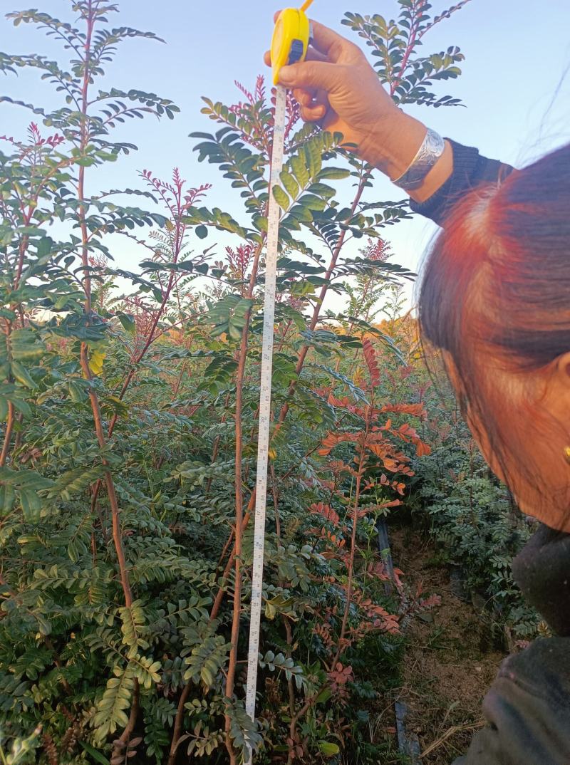 【苗圃直销】云南清香木清香木树苗碰碰香清香木驱蚊树