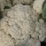 大棚白面青梗有机松小米花菜