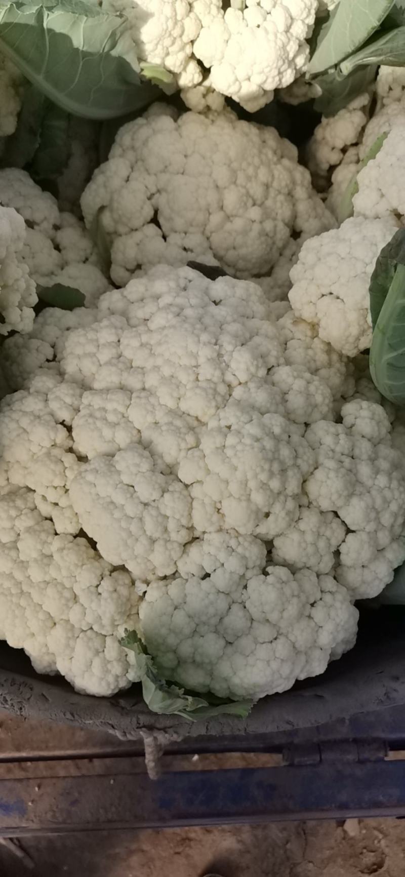 大棚白面青梗有机松小米花菜