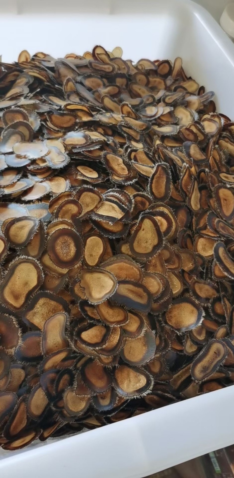 半腊片鹿茸片半腊片鹿角片东北吉林鹿场直发包邮