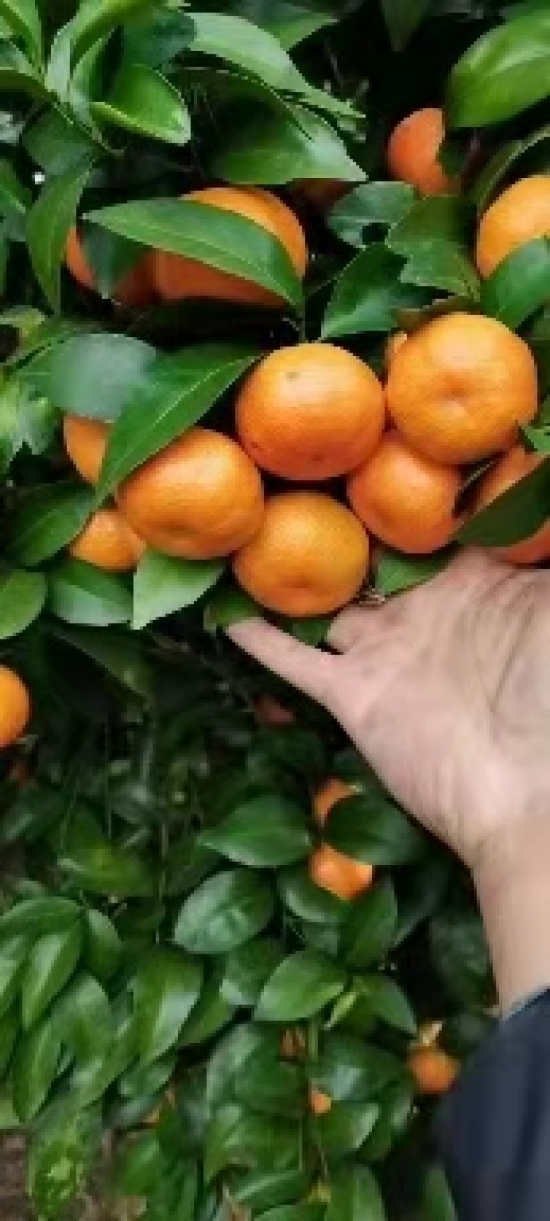 广西沙糖桔味道甜蜜颜色亮丽，产地一手货源