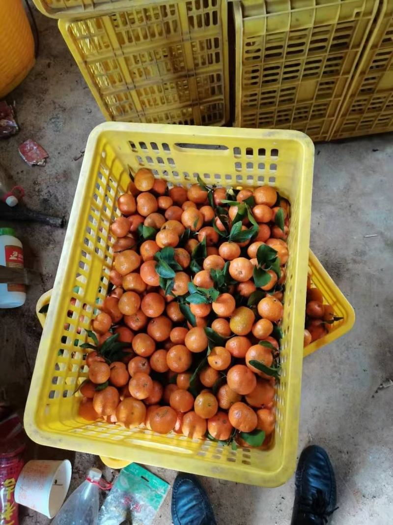 广西沙糖桔味道甜蜜颜色亮丽，产地一手货源