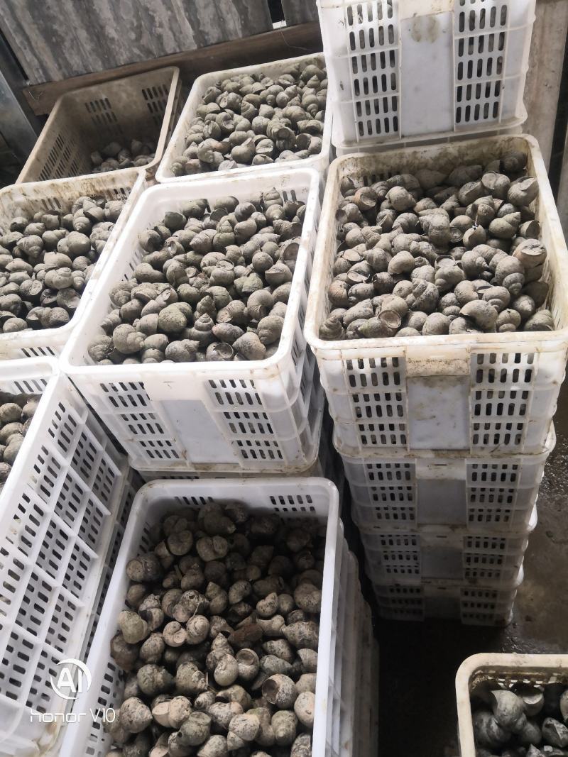 田螺肉，厚壳大田螺，夜宵螺，商螺种螺，保质量，协助找车。